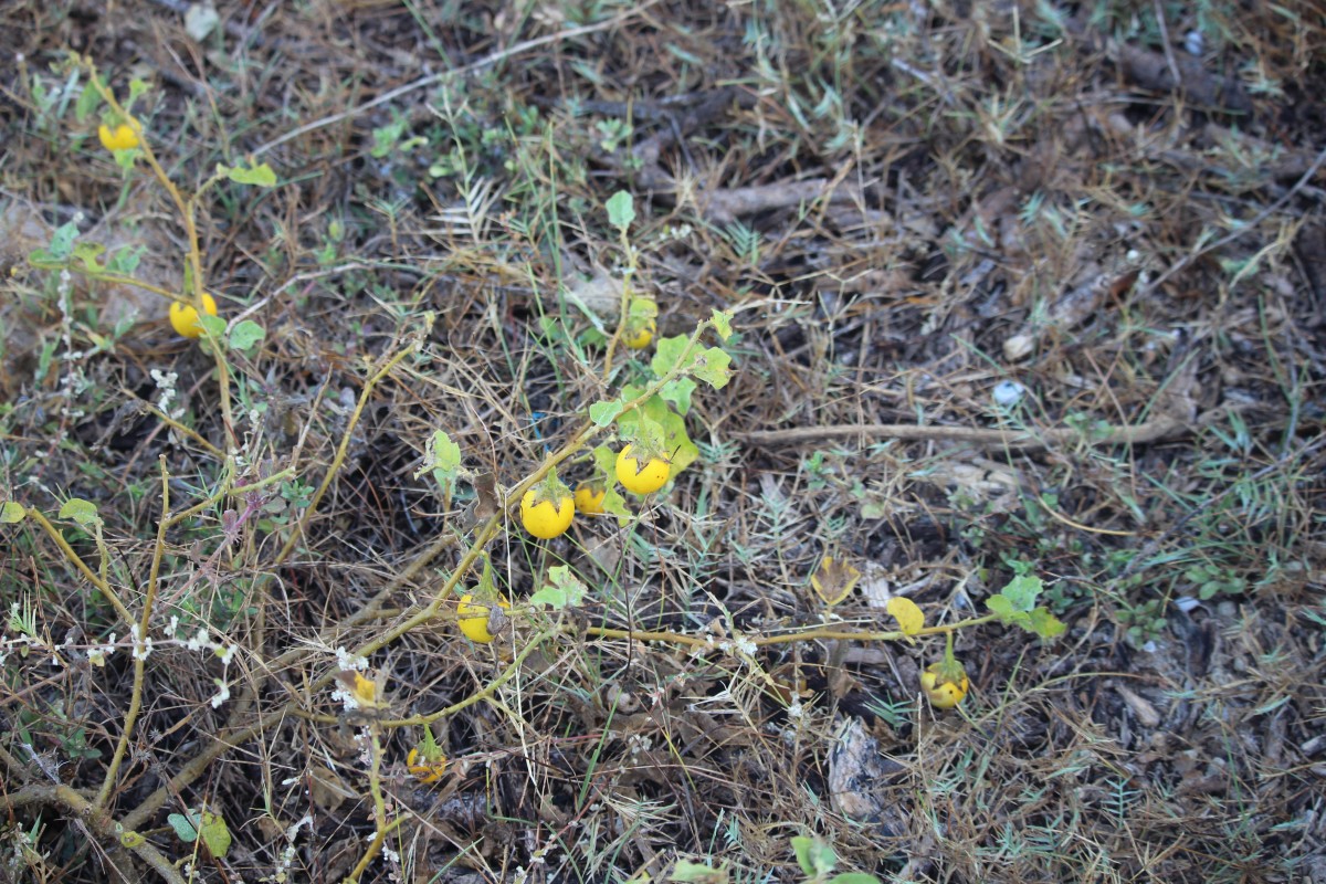 Solanum melongena subsp. cumingii (Dunal) J.SamuelL.